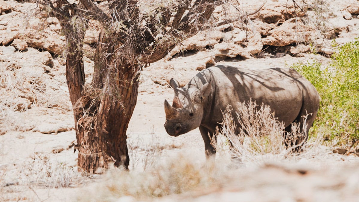 Namibia’s black rhinos have a future again