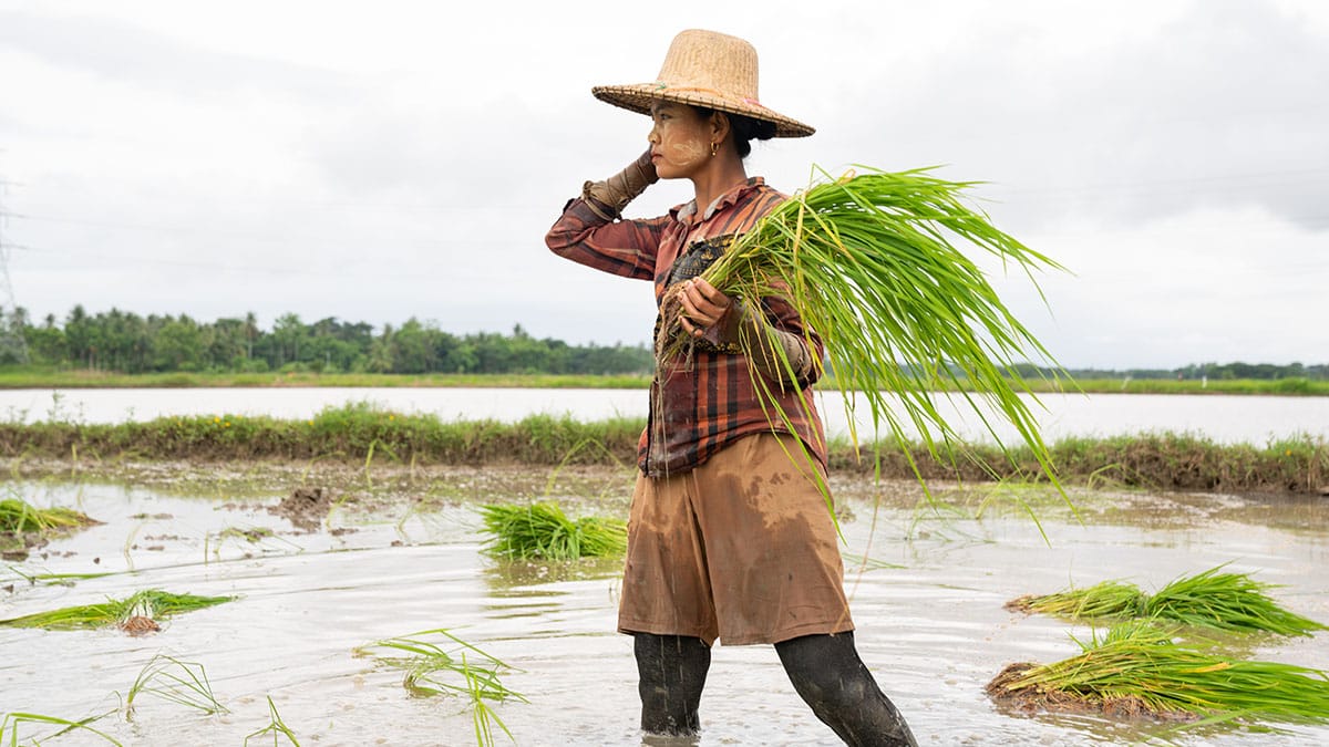 Myanmar farmers tackle a burning issue